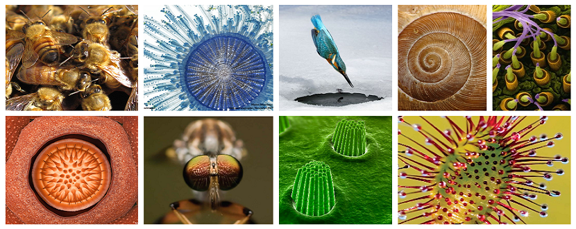 Close-ups van insecten en planten
